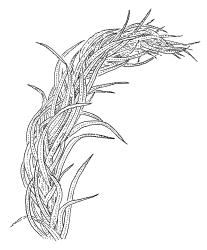 Pyrrhobryum paramattense, portion of shoot, dry. Drawn from W.R. Sykes 738/K, CHR 161701.
 Image: R.C. Wagstaff © Landcare Research 2016 